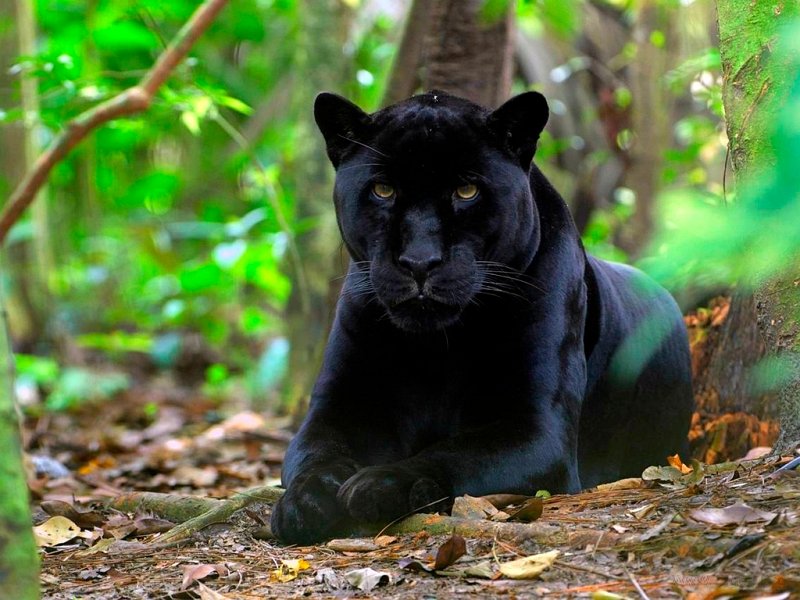Blackpanther - 11.jpg